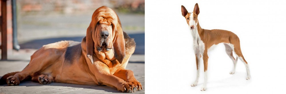 Ibizan Hound vs Bloodhound - Breed Comparison