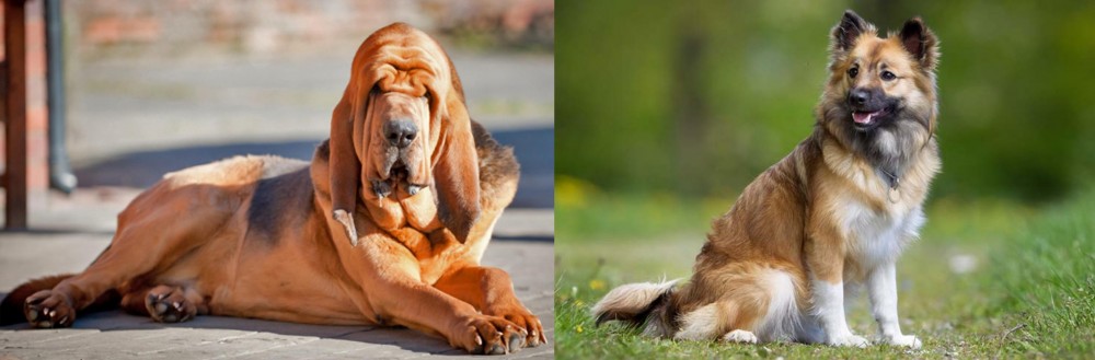 Icelandic Sheepdog vs Bloodhound - Breed Comparison