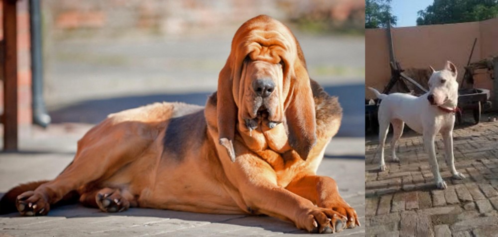 Indian Bull Terrier vs Bloodhound - Breed Comparison