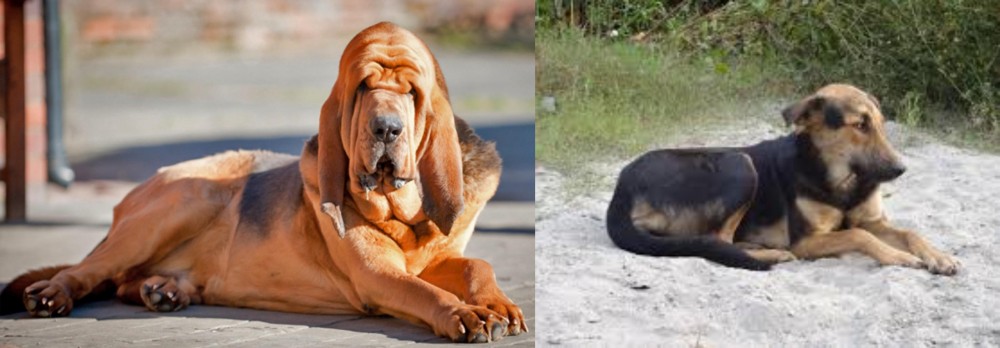 Indian Pariah Dog vs Bloodhound - Breed Comparison