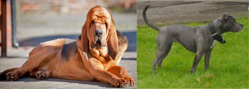 Irish Bull Terrier vs Bloodhound - Breed Comparison