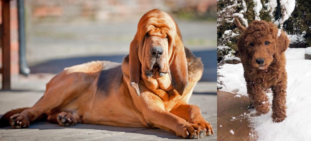 Irish Doodles vs Bloodhound - Breed Comparison