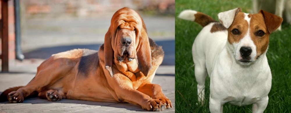 Irish Jack Russell vs Bloodhound - Breed Comparison