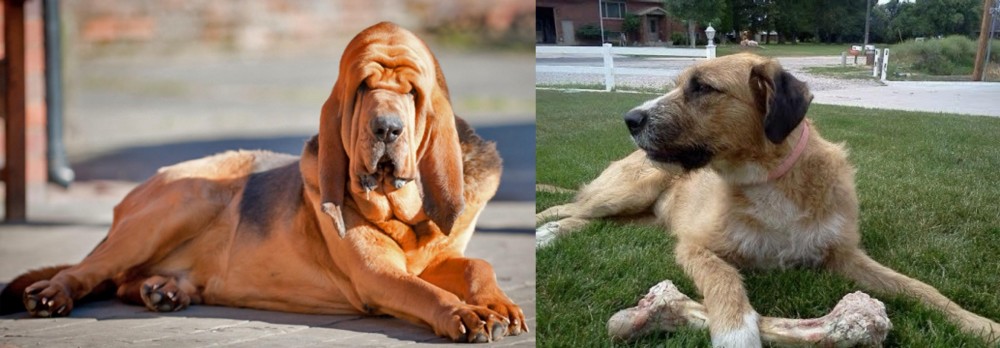 Irish Mastiff Hound vs Bloodhound - Breed Comparison