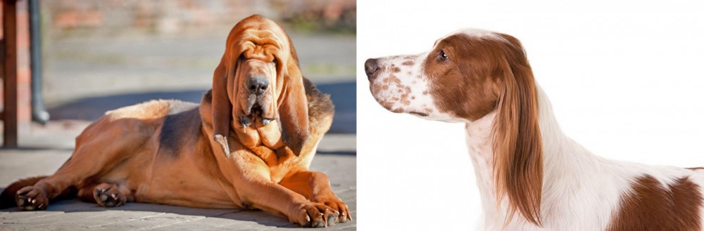 Irish Red and White Setter vs Bloodhound - Breed Comparison