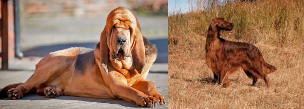 Irish Setter vs Bloodhound - Breed Comparison