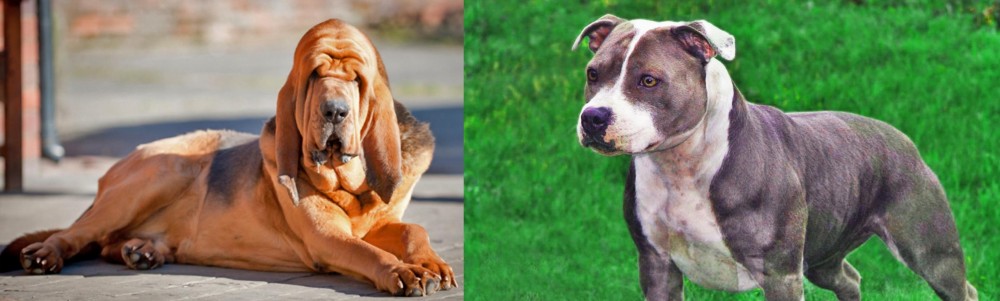 Irish Staffordshire Bull Terrier vs Bloodhound - Breed Comparison
