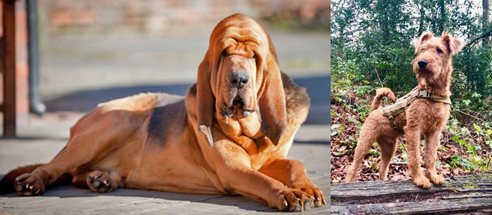 Irish Terrier vs Bloodhound - Breed Comparison