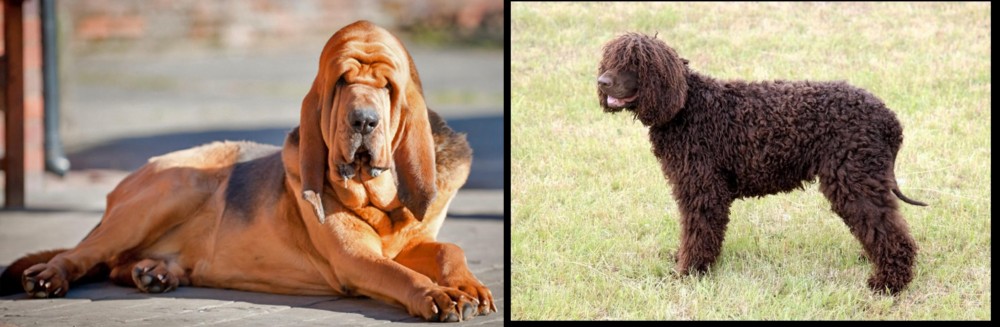 Irish Water Spaniel vs Bloodhound - Breed Comparison
