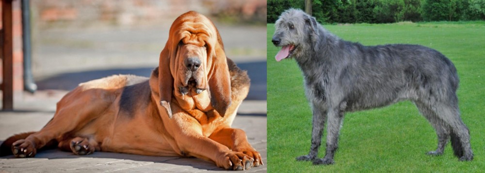Irish Wolfhound vs Bloodhound - Breed Comparison