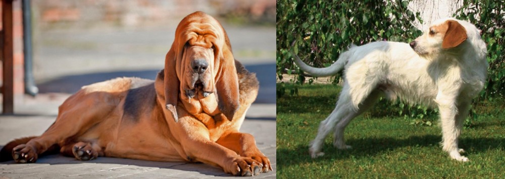 Istarski Ostrodlaki Gonic vs Bloodhound - Breed Comparison