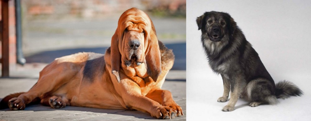 Istrian Sheepdog vs Bloodhound - Breed Comparison