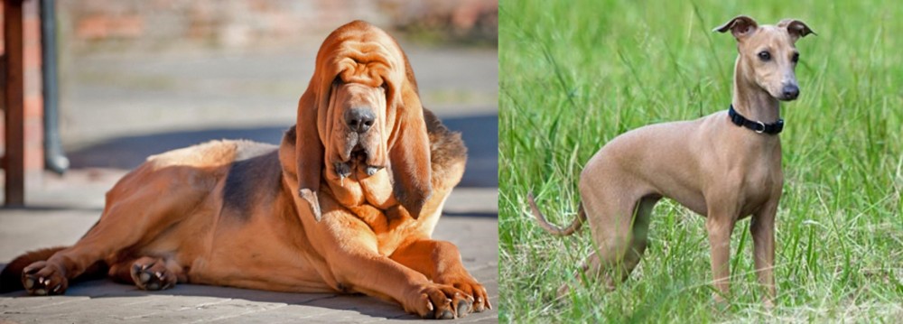 Italian Greyhound vs Bloodhound - Breed Comparison