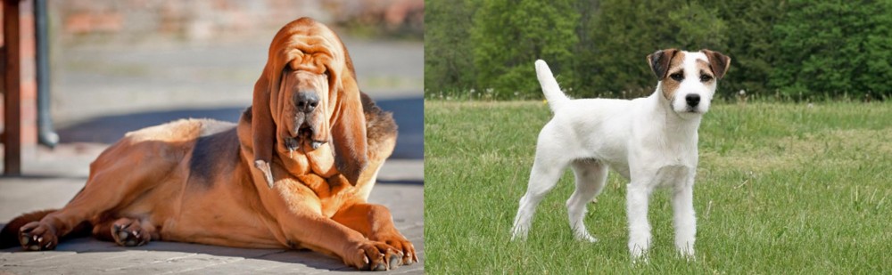 Jack Russell Terrier vs Bloodhound - Breed Comparison