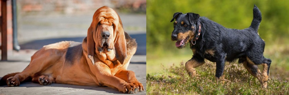 Jagdterrier vs Bloodhound - Breed Comparison