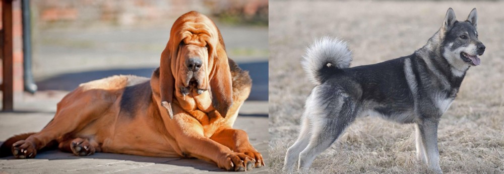 Jamthund vs Bloodhound - Breed Comparison