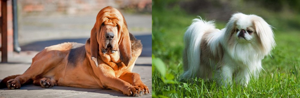 Japanese Chin vs Bloodhound - Breed Comparison