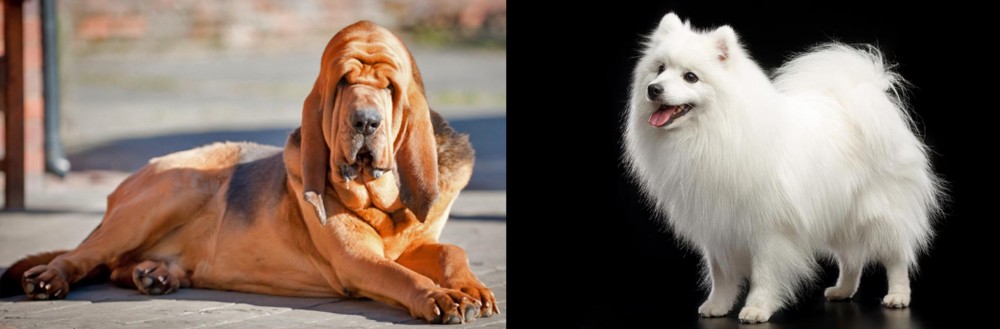 Japanese Spitz vs Bloodhound - Breed Comparison