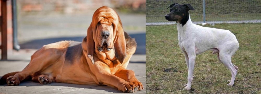 Japanese Terrier vs Bloodhound - Breed Comparison