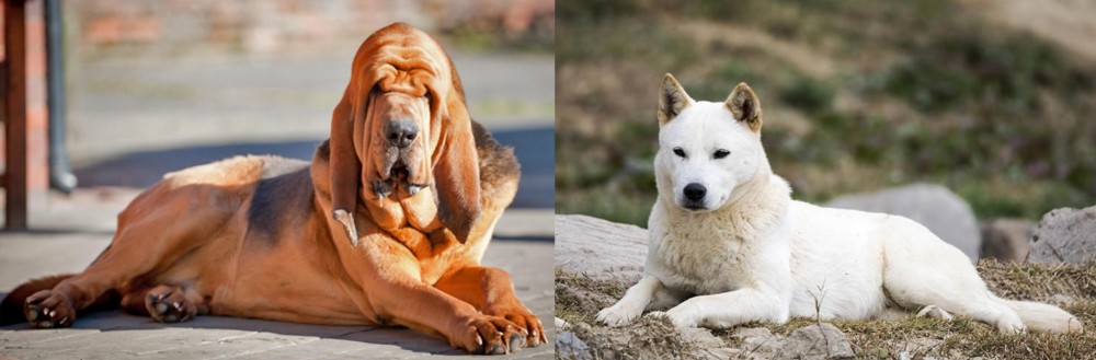 Jindo vs Bloodhound - Breed Comparison