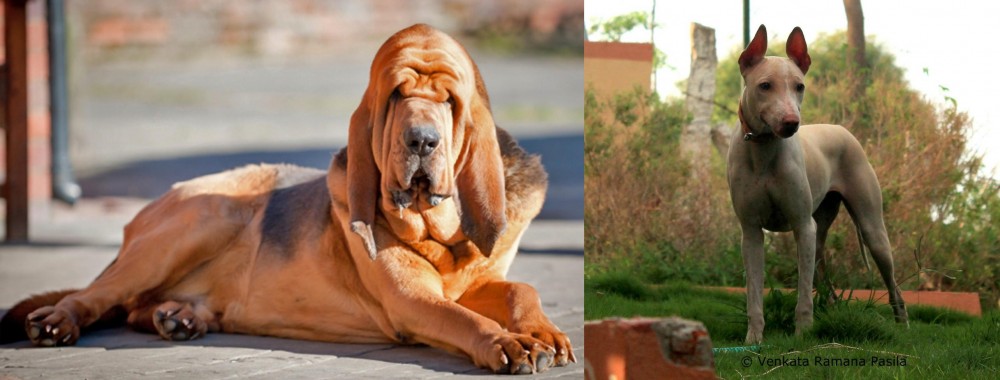 Jonangi vs Bloodhound - Breed Comparison