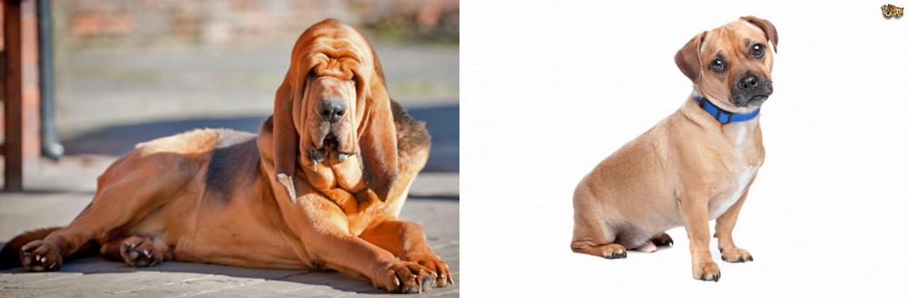 Jug vs Bloodhound - Breed Comparison