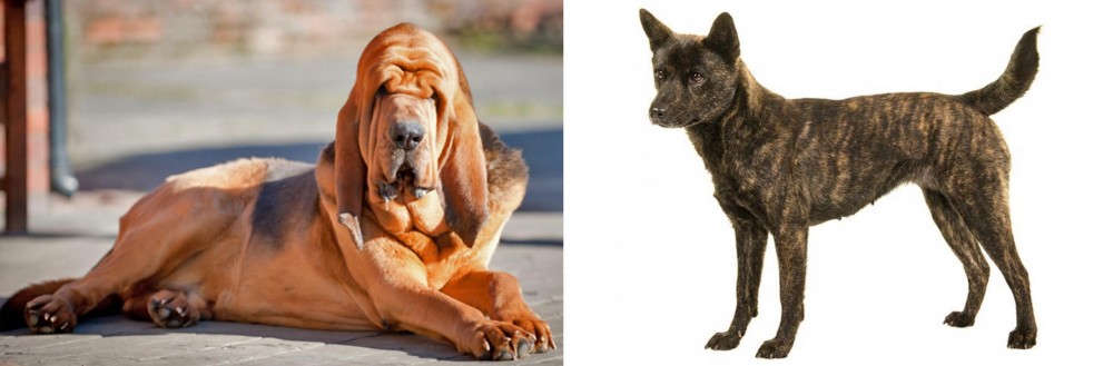 Kai Ken vs Bloodhound - Breed Comparison