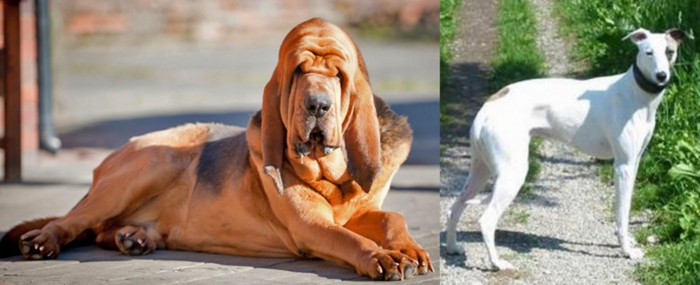 Kaikadi vs Bloodhound - Breed Comparison