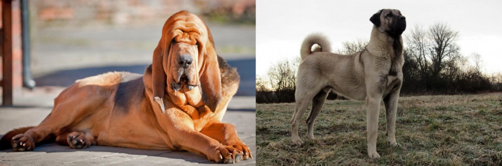 Kangal Dog vs Bloodhound - Breed Comparison