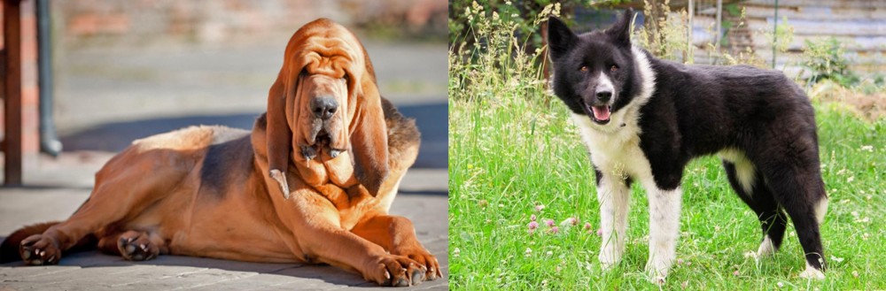Karelian Bear Dog vs Bloodhound - Breed Comparison