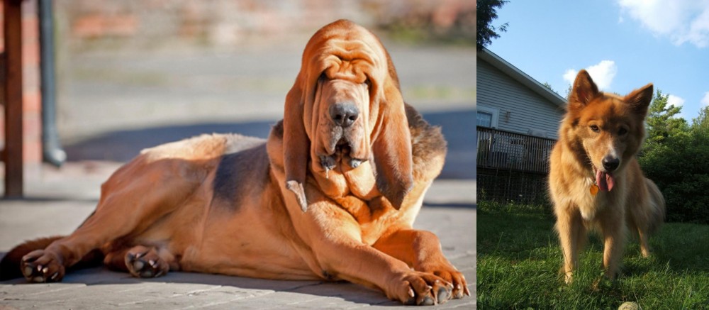 Karelo-Finnish Laika vs Bloodhound - Breed Comparison