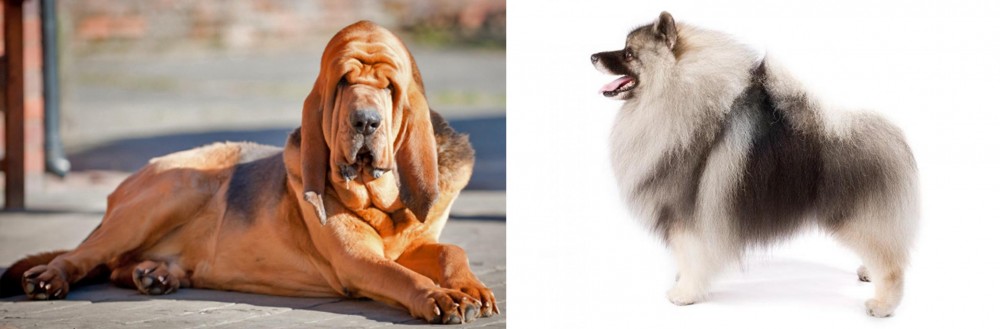 Keeshond vs Bloodhound - Breed Comparison