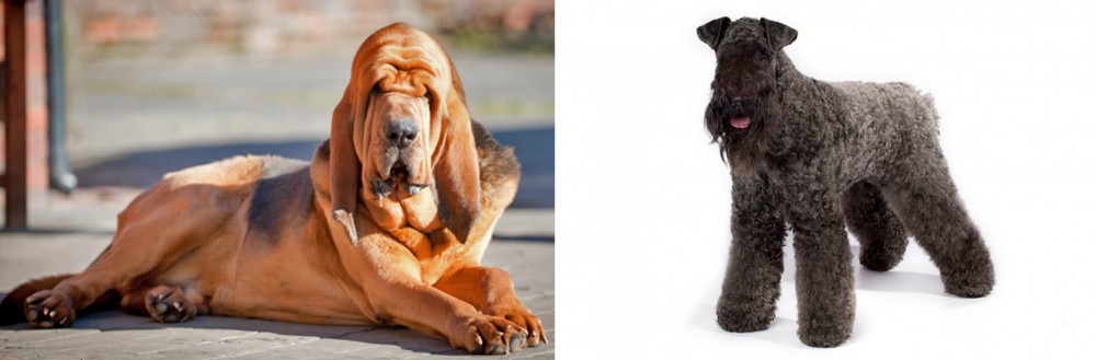 Kerry Blue Terrier vs Bloodhound - Breed Comparison