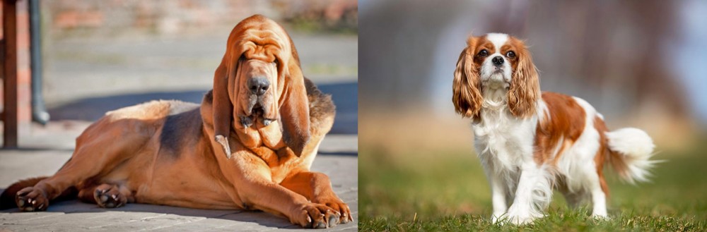 King Charles Spaniel vs Bloodhound - Breed Comparison