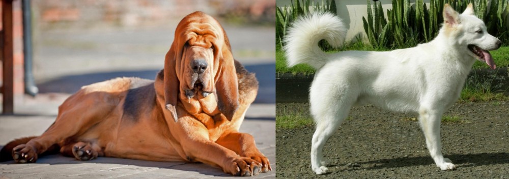 Kintamani vs Bloodhound - Breed Comparison