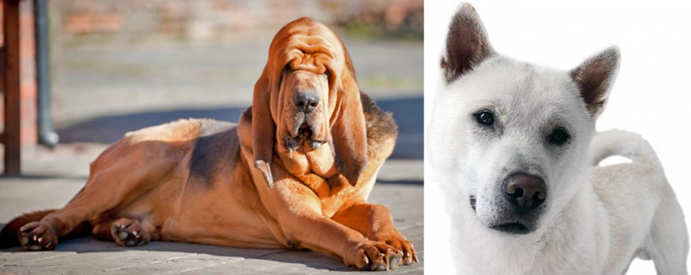 Kishu vs Bloodhound - Breed Comparison