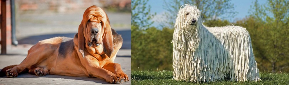 Komondor vs Bloodhound - Breed Comparison