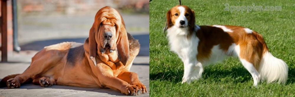 Kooikerhondje vs Bloodhound - Breed Comparison