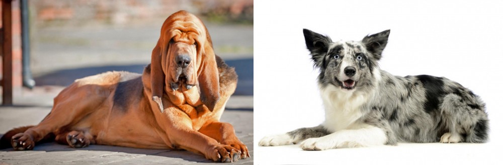 Koolie vs Bloodhound - Breed Comparison