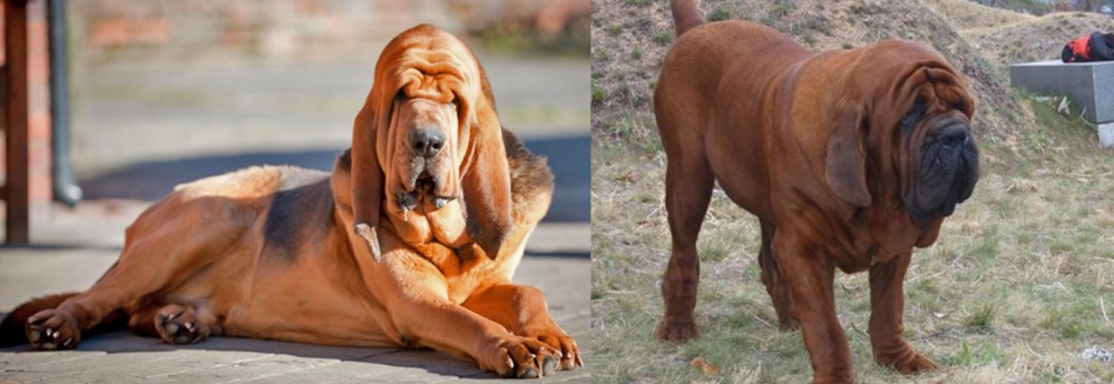 Korean Mastiff vs Bloodhound - Breed Comparison