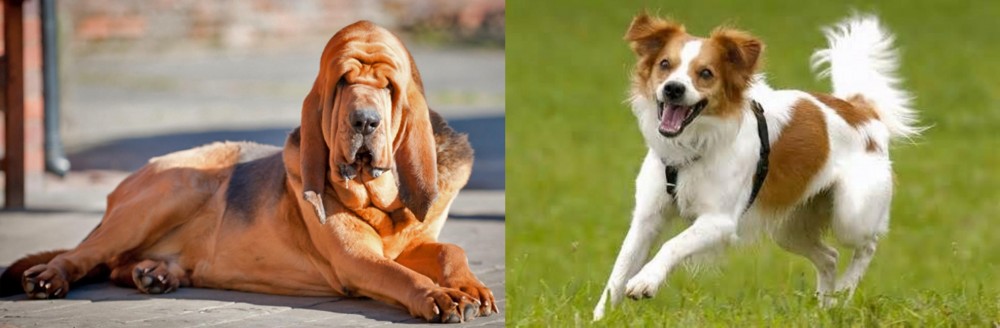 Kromfohrlander vs Bloodhound - Breed Comparison