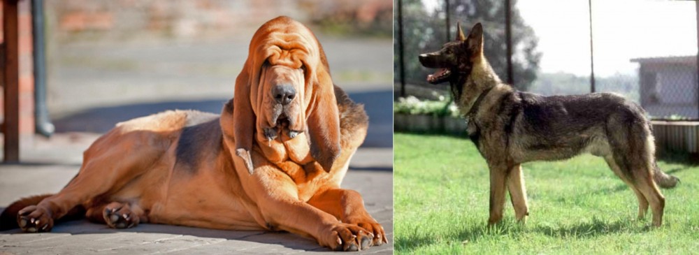 Kunming Dog vs Bloodhound - Breed Comparison