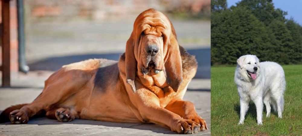 Kuvasz vs Bloodhound - Breed Comparison