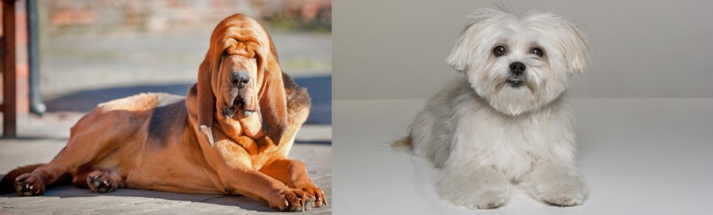 Kyi-Leo vs Bloodhound - Breed Comparison