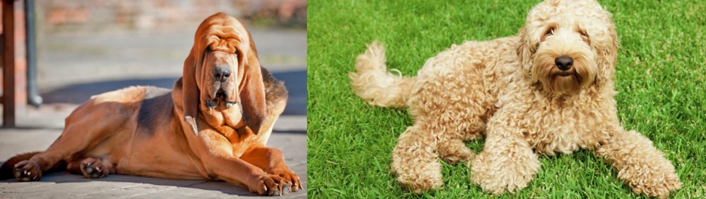Labradoodle vs Bloodhound - Breed Comparison