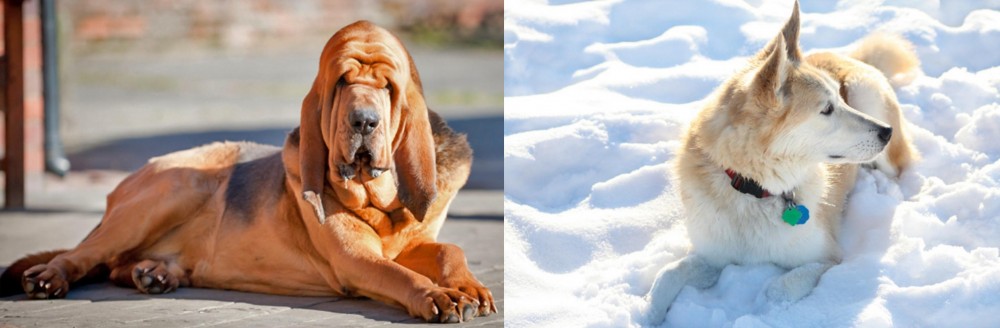 Labrador Husky vs Bloodhound - Breed Comparison