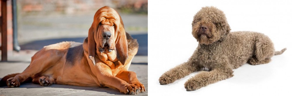 Lagotto Romagnolo vs Bloodhound - Breed Comparison