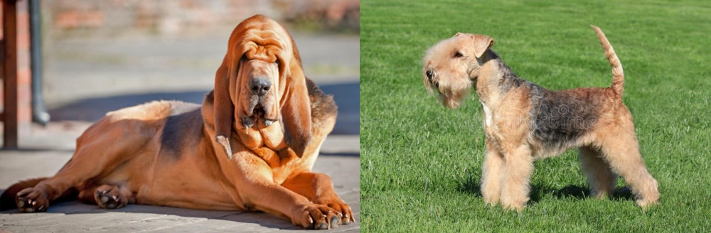 Lakeland Terrier vs Bloodhound - Breed Comparison