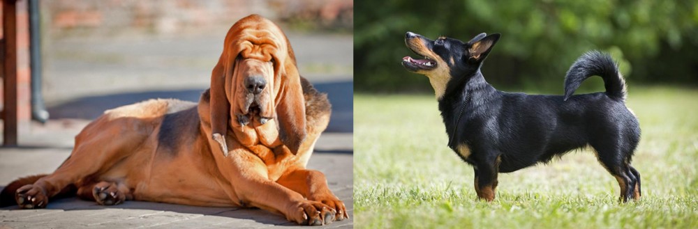 Lancashire Heeler vs Bloodhound - Breed Comparison