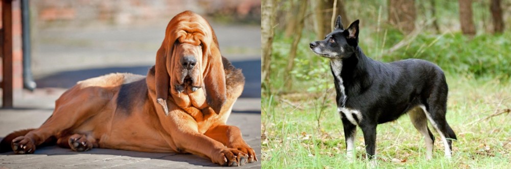 Lapponian Herder vs Bloodhound - Breed Comparison